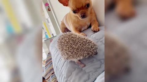 Cute and Funny Dog with Hedgehog Videos Compilation 2017 - Funny Animals