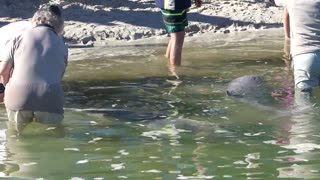 Feeding Dolphins at Tin Can Bay Rainbow Beach Queensland Australia