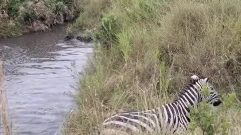 lion gives up and zebra escapes wow