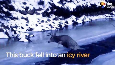 Cops Rescue Buck Struggling to Get Out of Icy Lake | The Dodo