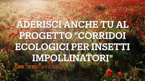 “Corridoi ecologici” per insetti impollinatori