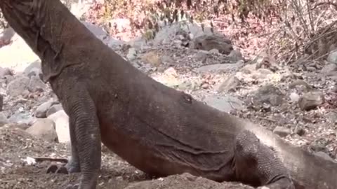 Komodo dragons تنانين كومودوس