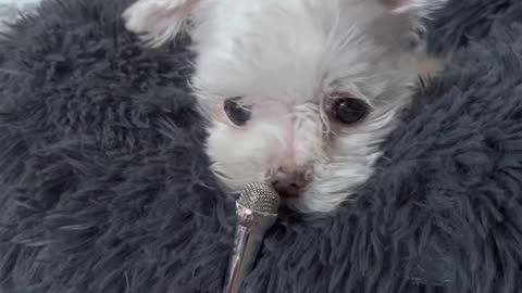 Small Dog Sniffs Into Tiny Microphone