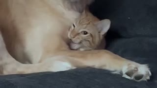 Golden Retriever Attempts to Hide her Cat Brother