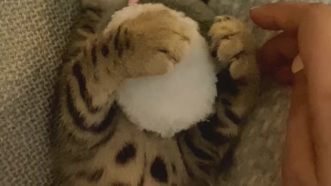 Kitty Loves Cuddling His Favorite Hamster Toy