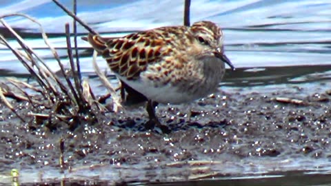 Sandpipers