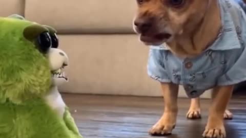 Furby wants to steal dogs food and he wont allow it! Funny! 🤣 #shorts