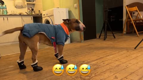 Mini Bull Terrier puts on shoes for the first time.
