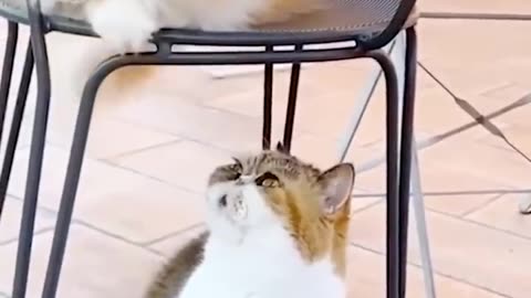 Funny Dogs and Cats reactions 😂😂😂