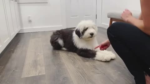 Watch this smart doggy master a new trick