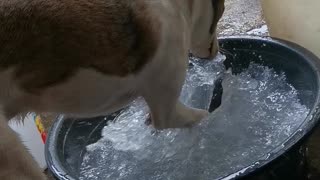 Paco Makes A Splash