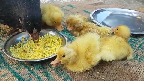 Cute little chicks 🌟💕