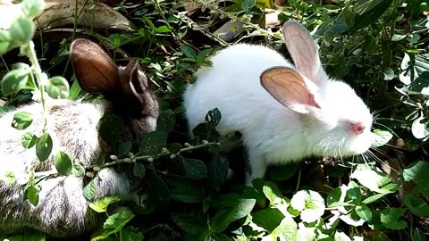 💖🥕🐇Adorable Baby Rabbits; Loving Pets [Part 08]🐇🥕💖