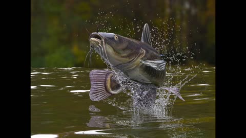 Biggest catfish ever recorded