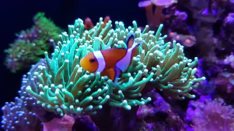 Clown fish in Torch Coral