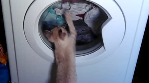 The little cat 'attacks' the wash machine
