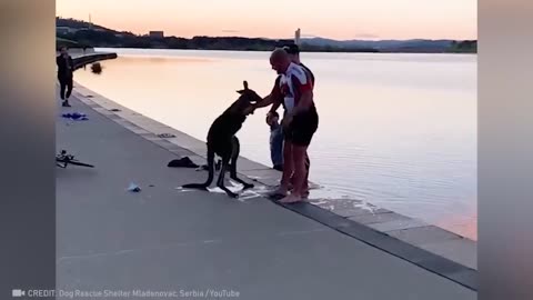 people helping animals