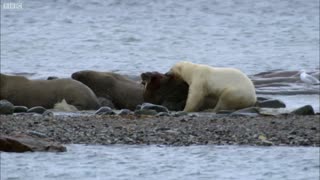 Polar Bear vs Walrus | Planet Earth | BBC Earth