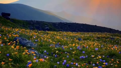 Wildflower season in Kazbegi>