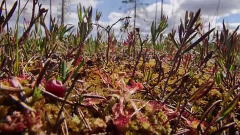 Magical Moors - A Mysterious World Full of Life | Free Documentary Nature