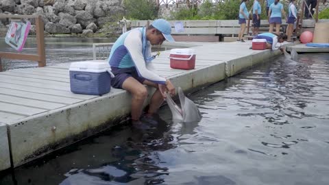 American Humane Conservation Dolphins