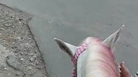 Around on horseback in Berastagi, medan