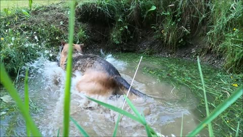 Splish Splash! Fun in the Sun: A Dog's Water Playtime