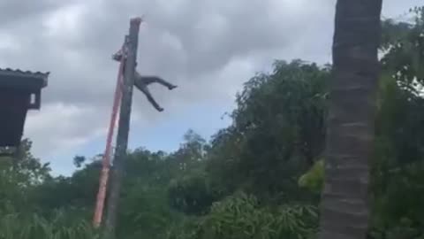 Man Becomes A Human Slingshot When He Cut Down a Tree