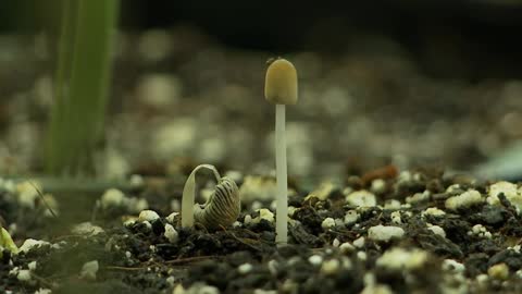 Crescimento de um cogumelo