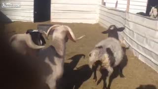 Goats sees baby lamb for the first time