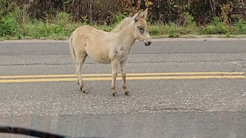 Unsuccessful Shooing of Escaped Donkey