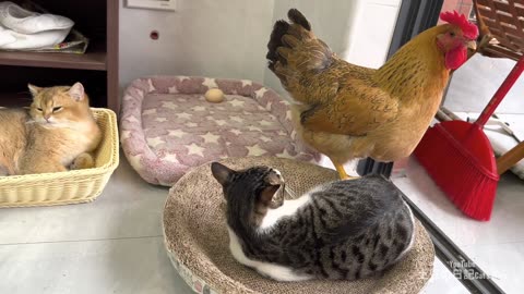 The kitten watches the hen lay eggs, and the hen and kitten sleep together. cute animal videos😊