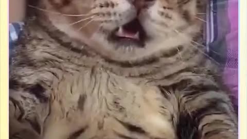 Cat's Funny Behavior