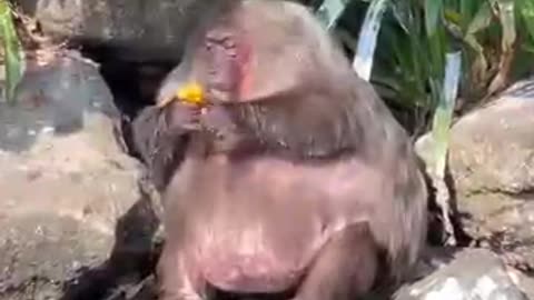 Very fat monkey eats