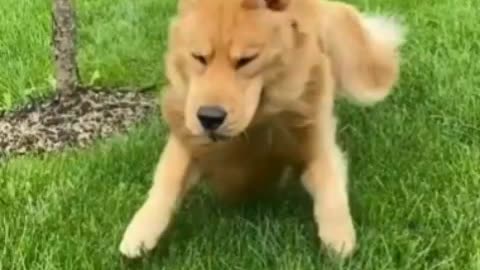 Dog best funny video