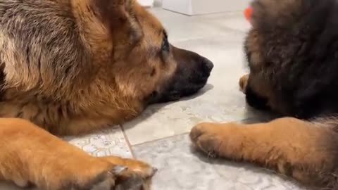 German Shepherd is Shocked that a Puppy Steals his Ball