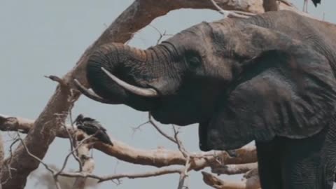 Tiniest Baby Elephant Copies Everything His Mom Does | The Dodo Little But Fierce in.