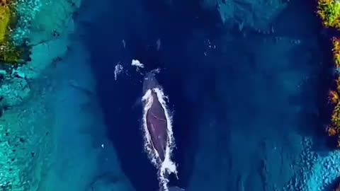 Super Beautiful Big Whale in Lake