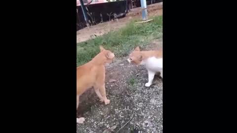 cats fight..