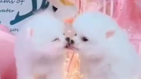 baby cute dogs video