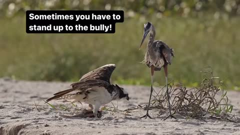 Sometimes you have to Stand up the bully !