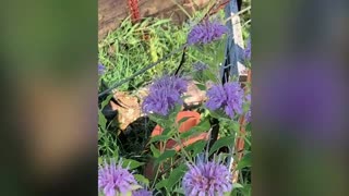 My Garden Video