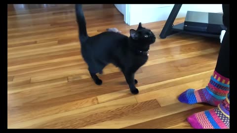 Training cat to follow and sit