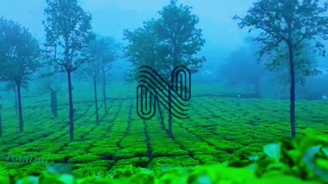 Serenity Unveiled: Fog over Tea Plantations in Wayanad, Kerala 🌄🌿