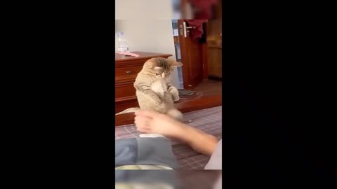 FUNNY CATS MOMENTS 😺😺😺💯💯💕💕