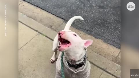 Adorable bull terrier pup has a taste for rain drops on a daily walk