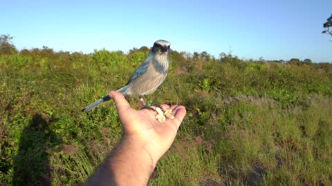 Florida Scrub Jay