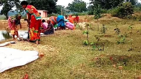 Indian Village Women working in crop field