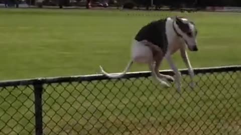 Funniest Dogs - Awesome Funny Pet Animals Videos