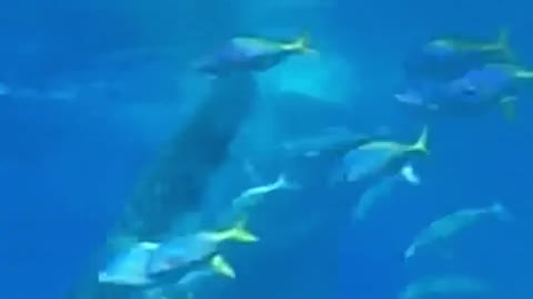 The whale shark eating